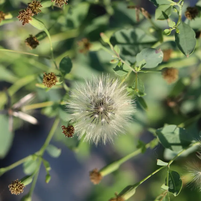 Quinquillo Seeds (Porophyllum ruderale subsp. ruderale) – Andean Papalo Herb, Traditional South American Seasoning Green