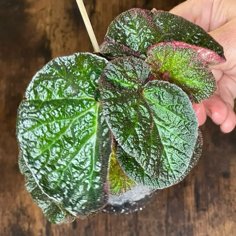 Begonia ‘Manaus’ | Established Starter Plant | 4” Nursery Pot