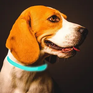 Glow-In-The-Dark Pet Collar for Cats and Dogs, Mosquito Repellent, Flea Tick Control, Lice Prevention, Comfortable Pet Accessory
