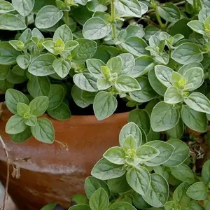 TomorrowSeeds - Italian Oregano Seeds -  Origanum Vulgare Wild Marjoram Perennial Non GMO Thyme Herb Garden Vegetable Seed 2024