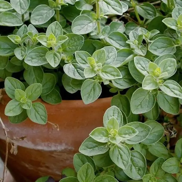 TomorrowSeeds - Italian Oregano Seeds -  Origanum Vulgare Wild Marjoram Perennial Non GMO Thyme Herb Garden Vegetable Seed 2024