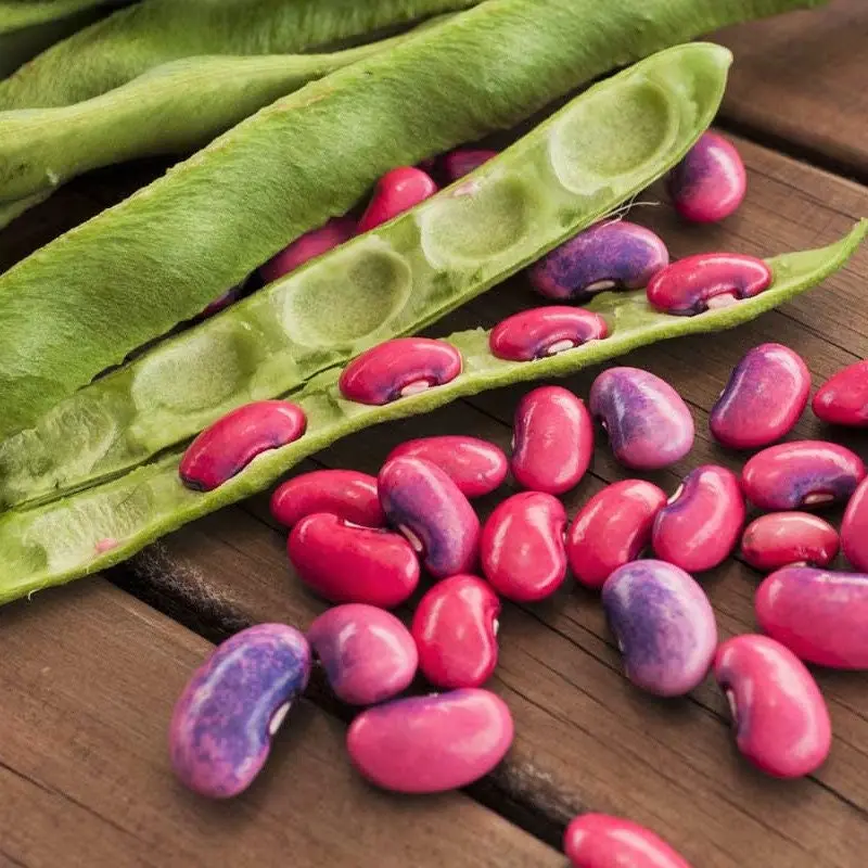 TomorrowSeeds - Scarlet Runner Bean Seeds -  (Pole) Magic Pink Purple Beans Green Pods Vining Scarlet Red Flower Vegetable Seed For 2024 Season