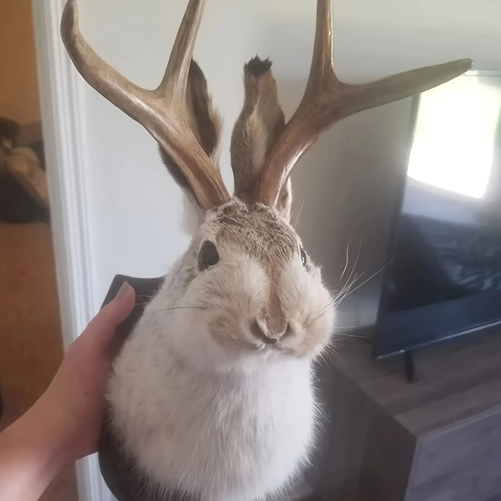 Deer Head Wall-Mounted Jackalope Specimen Making Technique 3D Rabbit Animal Head Sculpture Statue for Holiday Living Room Bedroom Furnishing Decoration Ornaments