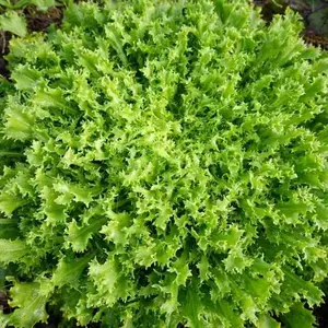 Endive Seeds - Green Curled Ruffec