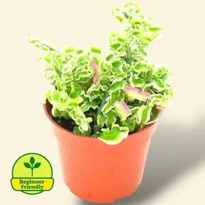 Variegated Curly Devils Back Bone 4” - Low Maintenance House Plant