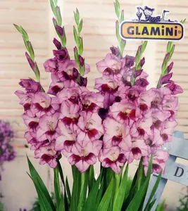 Tina Glamini Gladiolus 10 Bulbs - 10/12 cm - Soft lavender