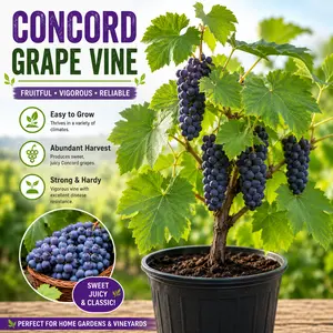 Concord Grape Vine Live Plant, Potted Grape Plant for Home Garden, Easy to Grow Fruiting Vine