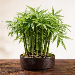 B2G1 FREELucky Bamboo Cypress Seeds - Grow Live Indoor Houseplants for Home & Office Decor, Easy Care Low Light Plants, Feng Shui Good Luck Plant