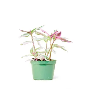 Tradescantia 'Nanouk', Medium