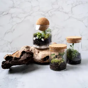 Tiny Terrarium Kit with Live Moss and Plant Cutting, Self Sustaining Terrarium Kit, birthday gift, mothers day gift, stem kit