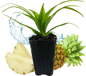 White Jade Pineapple Live Plant - Ananas Comosus Compact Size with Pot