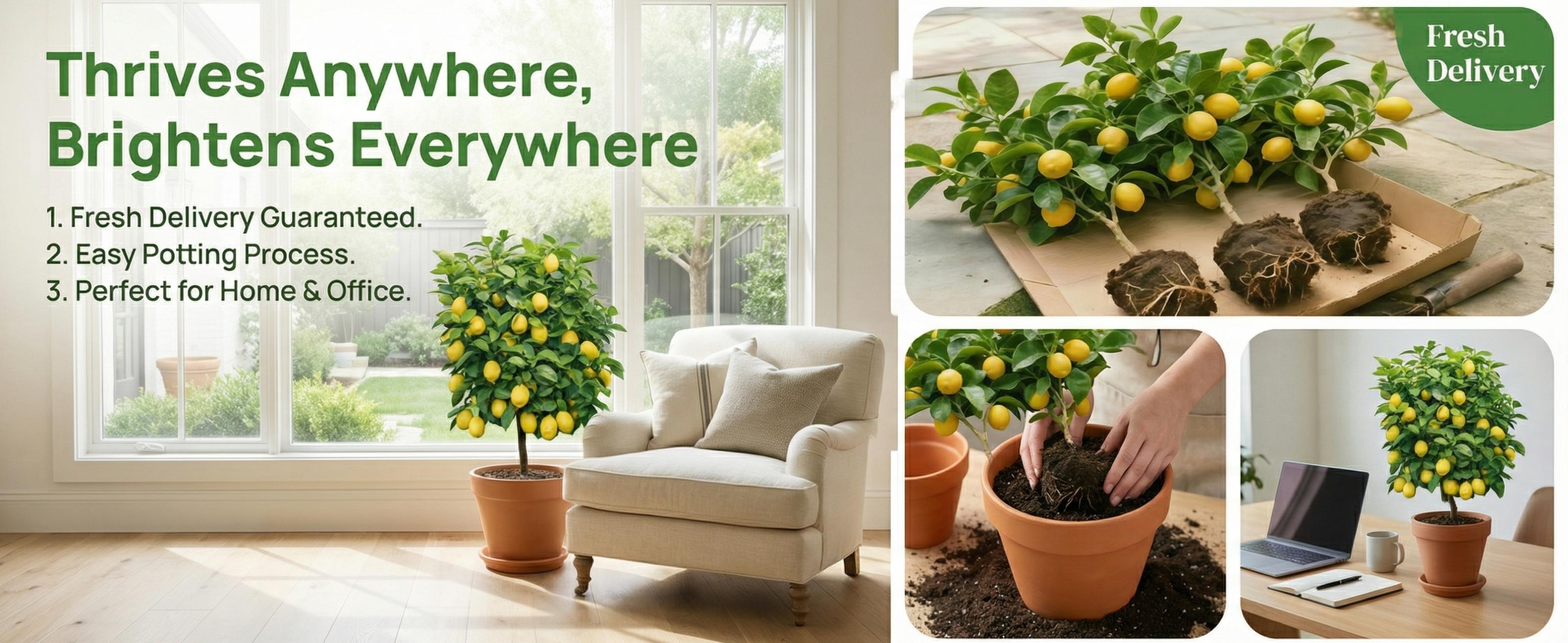 Live Lemon Tree in Pot – Real Citrus Plant for Indoor & Outdoor Use – Fast Growing, Fruit-Bearing Meyer Lemon for Home, Patio & Garden – Low Maintenance, Vibrant Greenery & Gardener Gift