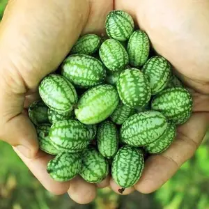 50+ Premium Thumb Watermelon Heirloom Seeds - Non-gmo Vine for Indoor & Outdoor Growing