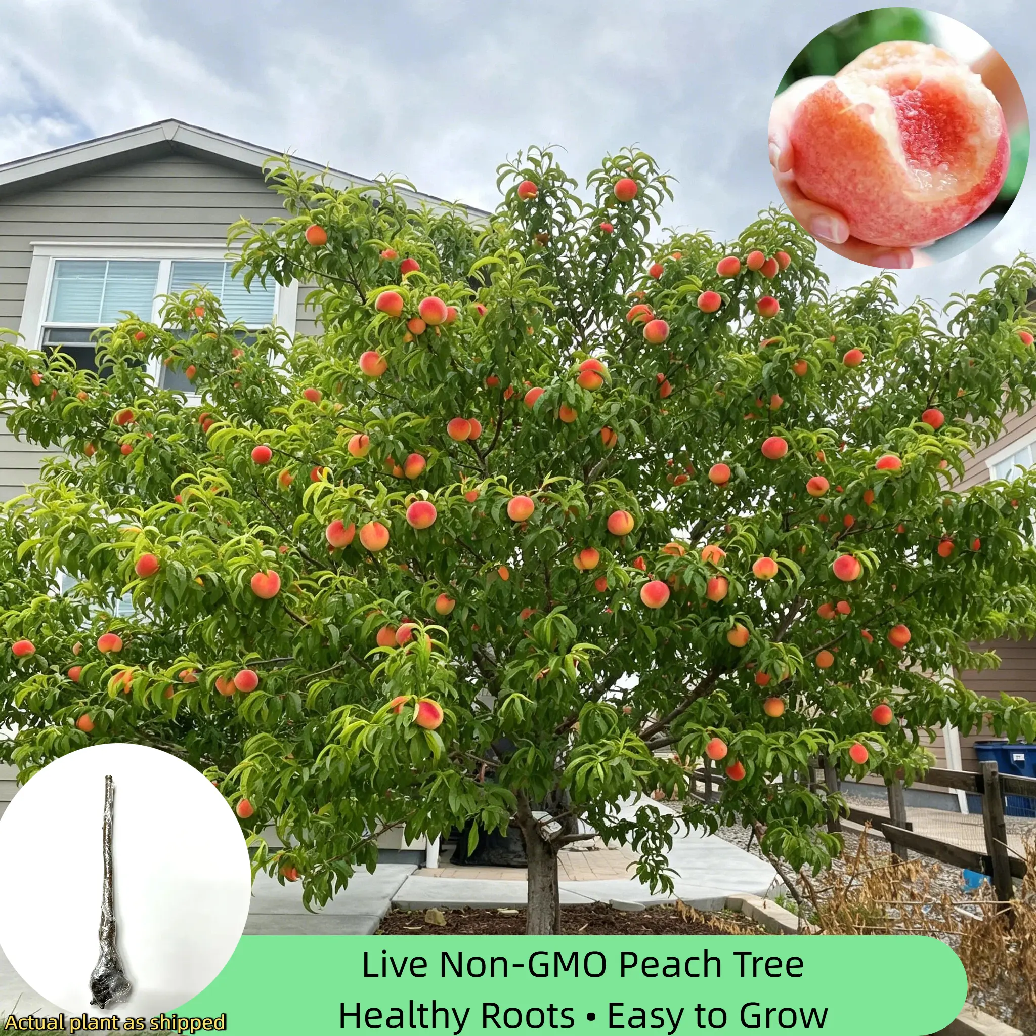 Homegrown Peach Tree – Live Plant, Sweet & Juicy, Perfect Gift for Garden Lovers, Bare Root