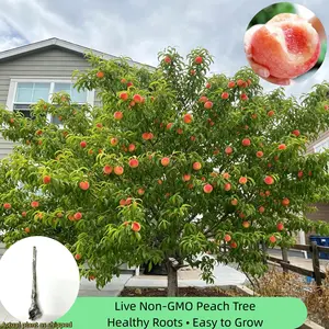 Homegrown Peach Tree – Live Plant, Sweet & Juicy, Perfect Gift for Garden Lovers, Bare Root