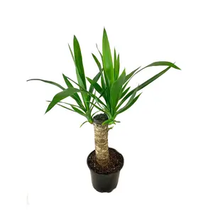 Yucca Cane Plant - Live Plant in a 6 Inch Pot - Yucca Guatemalensis - Beautiful Easy Care Air Purifying Indoor Houseplant