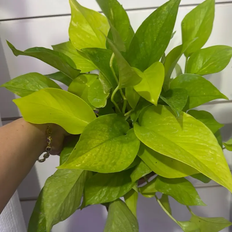 pothos plant near me - TikTok Shop