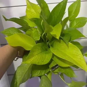 Pothos neon