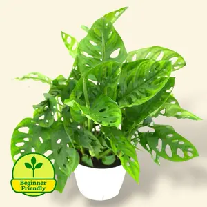 Monstera Swiss Cheese 6” - Monstera Adansonii Low Maintenance Hanging House Plant