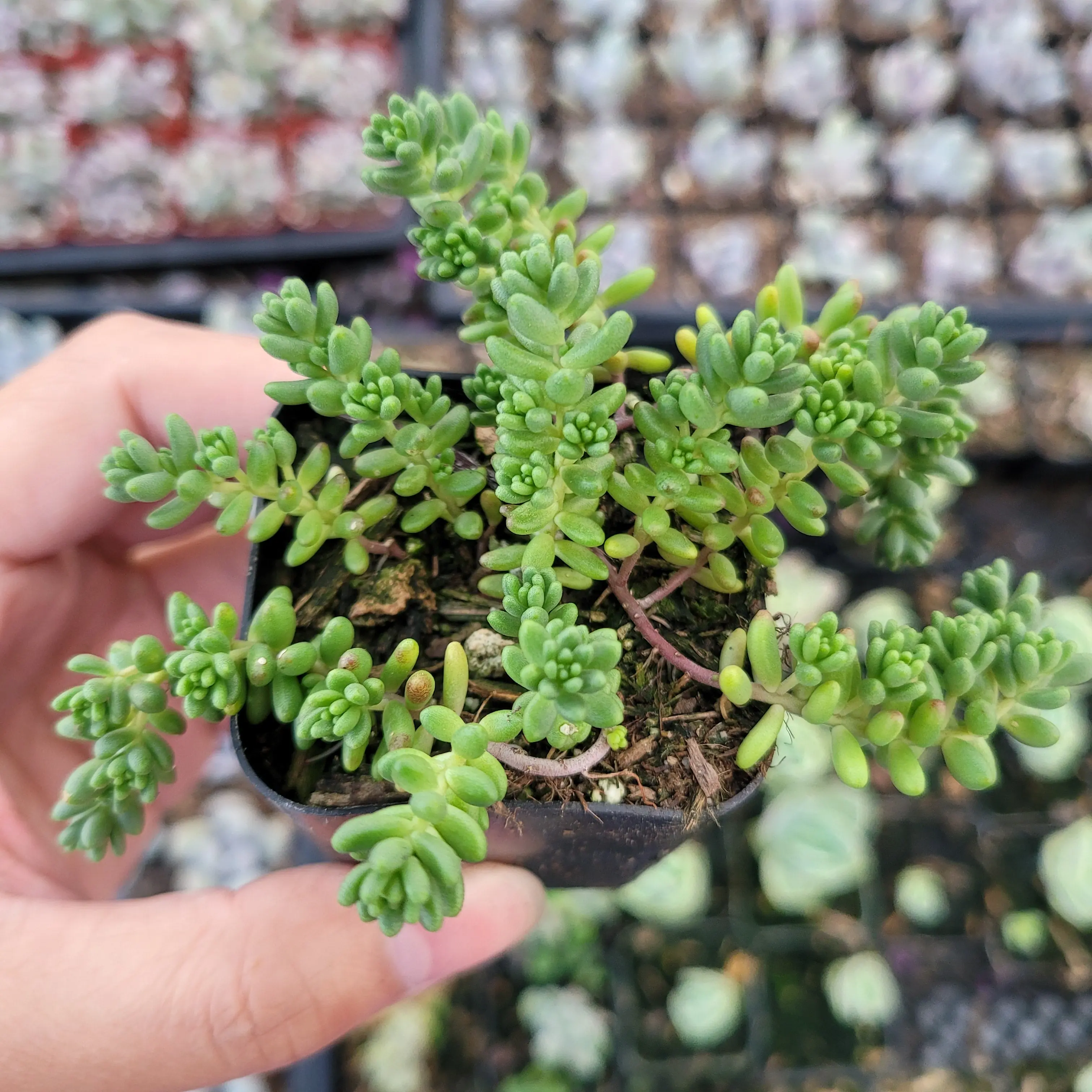 Sedum album 'Athoum' Stonecrop Sedum album 'Athoum' Stonecrop