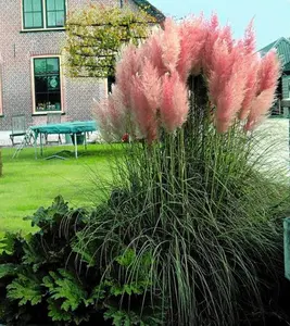 Pink Pampas Grass 100 Seeds - Cortaderia
