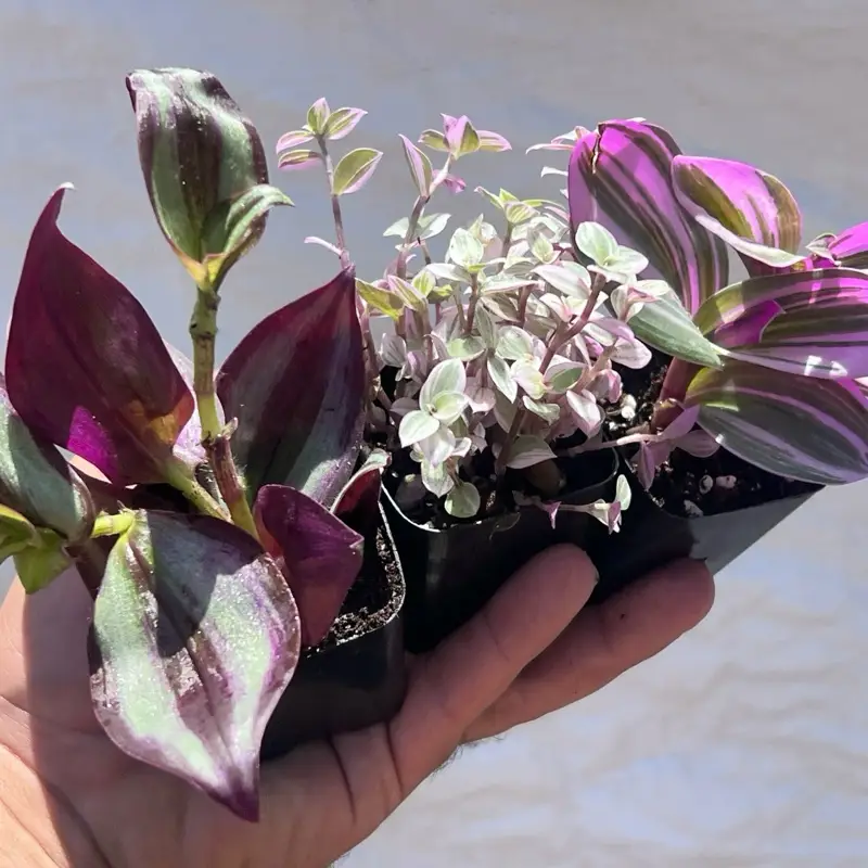 Tradescantia Trio Bundle | Nanouk, Zebrina, & Callisia | Colorful Houseplant Set...
