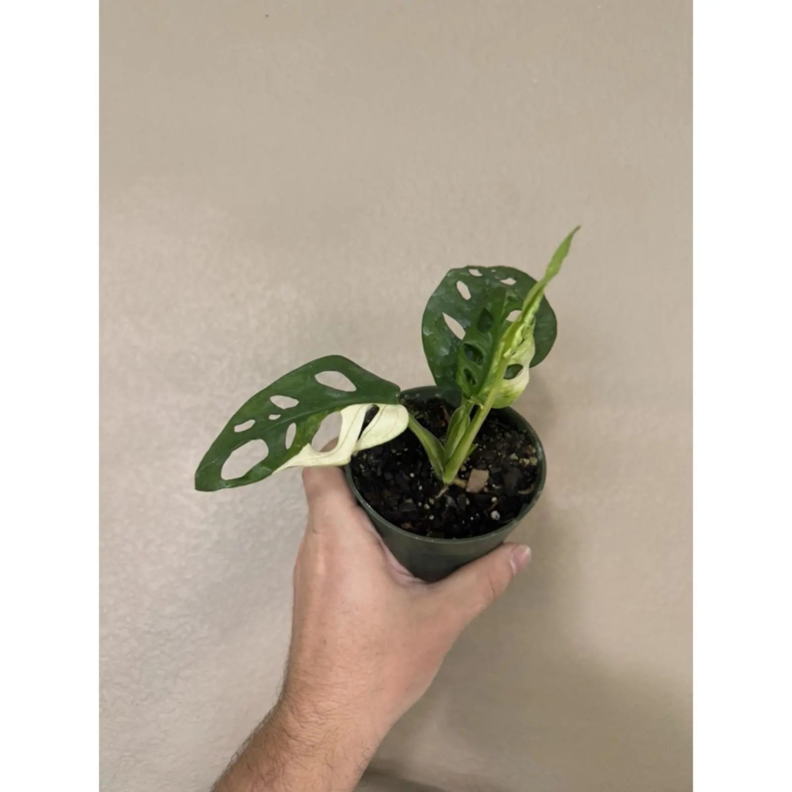 Monstera Adansonii Albo Swiss Cheese Plant - Variegated Leaves, Ideal for Indoor Decor, Perfect for Home Decor