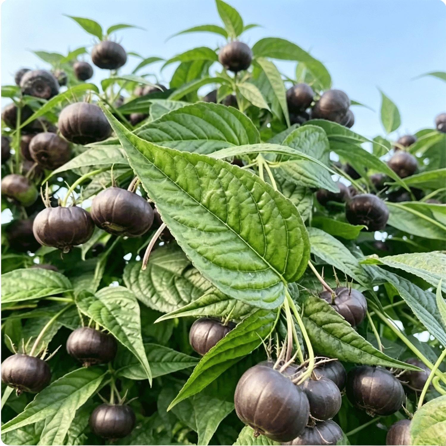 Red Ginseng Fruit Tree Seedling – Chinese Edible Fruit Plant, Home Garden, Easy-to-Grow