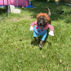 Funny Chucky Halloween Dog Costume with Pet Wig, Cosplay Scary Outfit with Knife, Creative Pet Costume for Small Medium and Large Dogs Cats Puppy