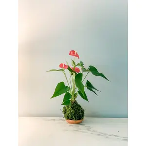 Red Anthurium Kokedama