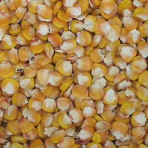 Hickory King Yellow Corn Organic Seeds (Zea mays) – Heirloom dent corn with huge kernels, perfect for roasting, grinding, and old-fashioned cornbread.