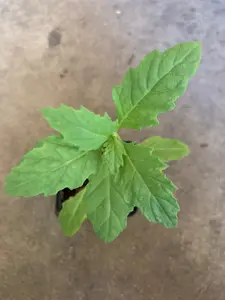 Mexican Tea (Epazote) Herb Non GMO Live Plant