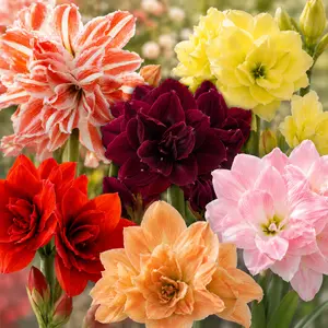 【Summer Vibes】Hippeastrum Seeds - Giant AmaryllisBlooms, Vibrant Color Flowers, Easy to Plant & Beginner-Friendly, Non-GMO Flower Seeds for Indoor & OutdoorGarden, Long-Lasting Ornamental Plant, Perfect Gift forPlant Lovers