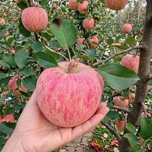 Live Bare Root Red Fuji Apple Seedlings, Early Fruiting Grafted Fruit Tree, Juicy Sweet Red Apple Tree for Outdoor Yard Ground Planting & Large Patio Pots