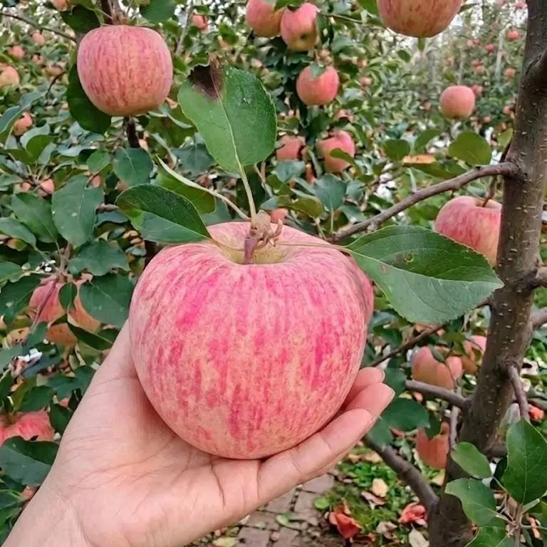 Live Bare Root Red Fuji Apple Seedlings, Early Fruiting Grafted Fruit Tree, Juicy Sweet Red Apple Tree for Outdoor Yard Ground Planting & Large Patio Pots