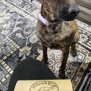 SleekEZ Dog Brush for Shedding & Grooming, Deshedding Tool for Short & Long Haired Dogs, Dog Comb, 5 Inches Long, 4oz Weight