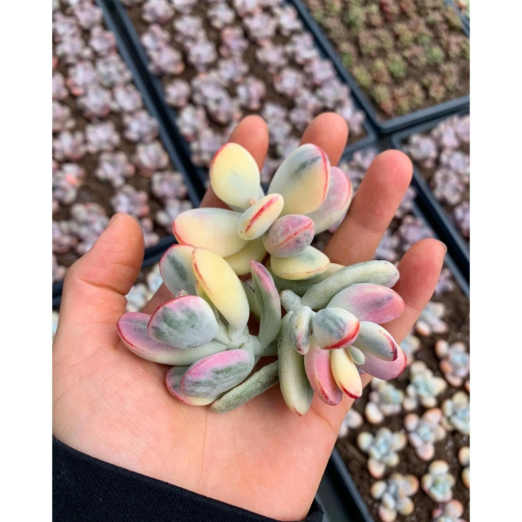 Rounded cotyledon orbiculata varigated - April Farm/Rare Succulents
