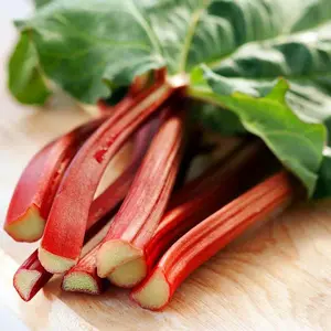 Red Rhubarb 25 Seeds - Perennial - Easy to grow