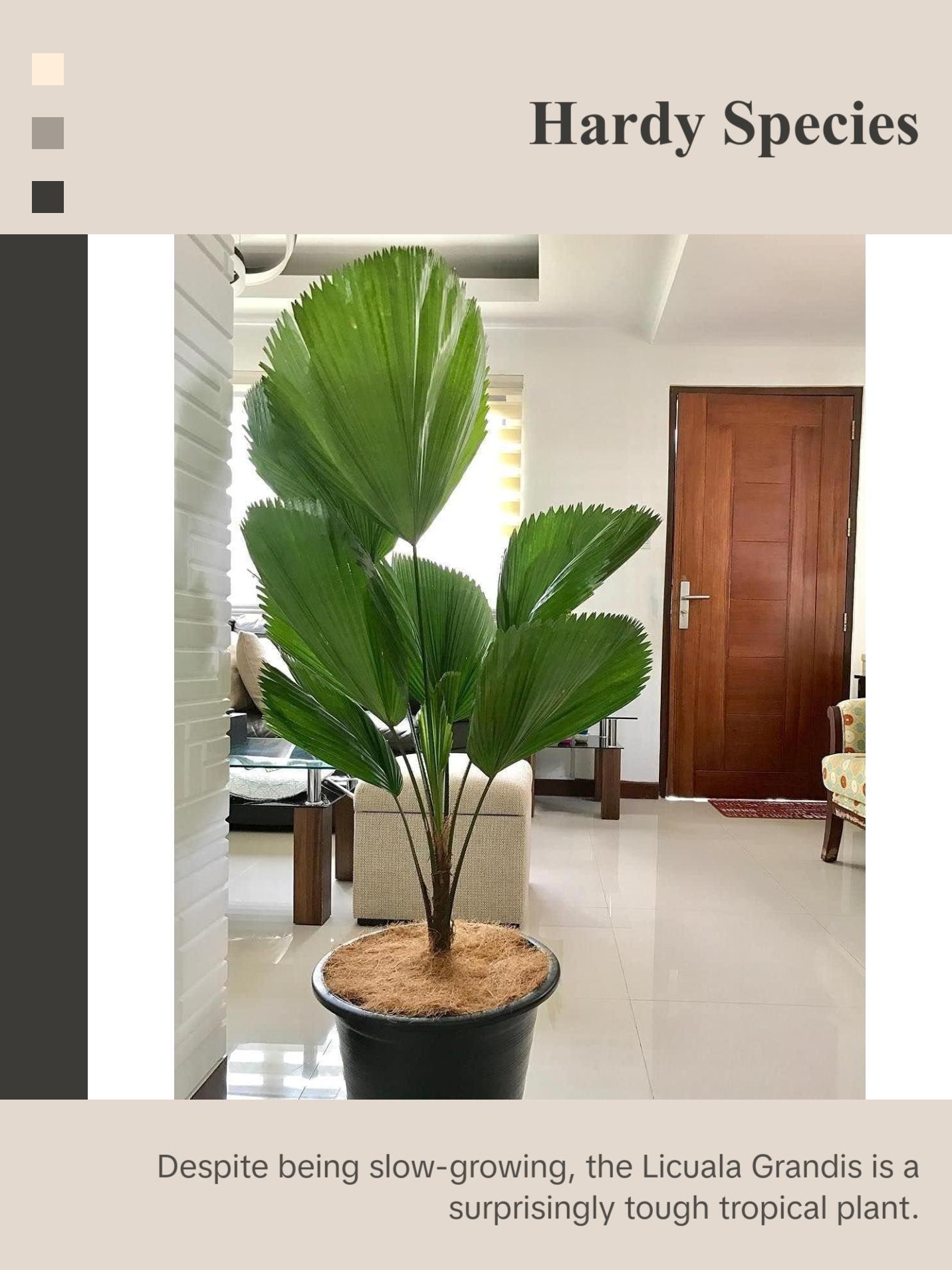 Vanuatu Fan Palm - Ruffled Fan Palm - Live Plant in a 1 Gallon Pot - Licuala Grandis - Extremely Rare Ornamental Palms of Florida Vanuatu Fan Palm - Ruffled Fan Palm - Live Plant in a 1 Gallon Pot - Licuala Grandis - Extremely Rare Ornamental Palms of Florida