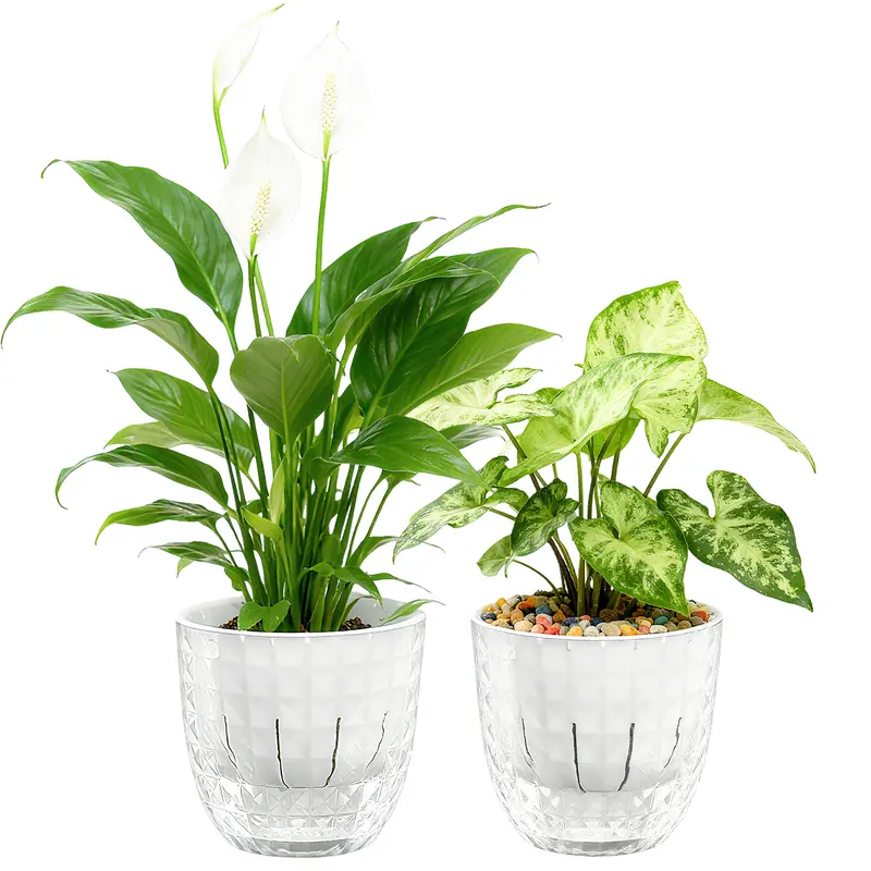 philodendron löcher Philodendron Narrow | Tiger Tooth Philodendron | Care Guide and Pro Tips -  Delivery from Toronto across Canada main image 1