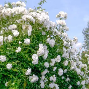 200PCS White Climbing Rose Plants with Strong Roots – Grow Indoors or Outdoors and Enjoy a Stunning Wall of Fragrant White Blooms with a Long-Lasting Flowering Season