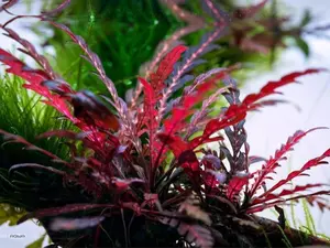 Hygrophila pinnatifida! - Live Aquarium Aquatic Plant