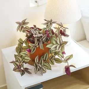 Tradescantia Zebrina 'Wandering Dude'