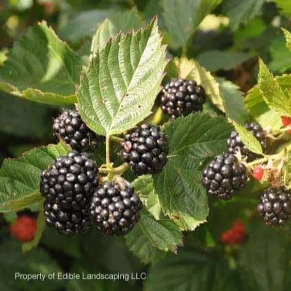 Triple Crown Thornless Blackberry Plant Live Starter Plug Grow Your Own Sweet Blackberries