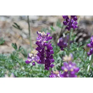 Green River 25 Grape Soda Lupine Seeds - perennial flower seed pack, premium lupine flower seeds, vibrant spires for cottage gardens – purple blooms for pollinators, ideal for cooler climates, seeds for planting outdoors