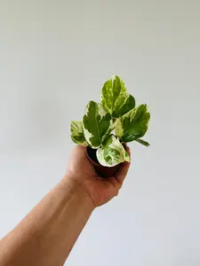 Pothos Pearls & Jade - Epipremnum Aureum 'Pearls & Jade' - 2" Pot