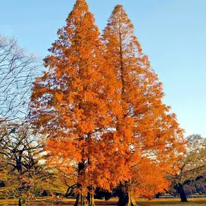 25 Dawn Redwood Tree Seeds (Metasequoia glyptostroboides) Fast Hardy Bonsai Plant