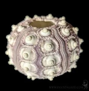 Purple Sputnik Sea Urchin