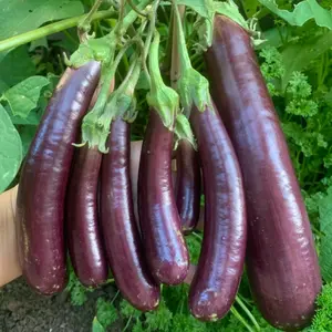 Long Purple Eggplant Seeds 350 Seeds for Home Garden Planting Produces Slender Glossy Fruits Smooth Skin Tender Texture Ideal for Fresh Cooking Stir Fries Grilling