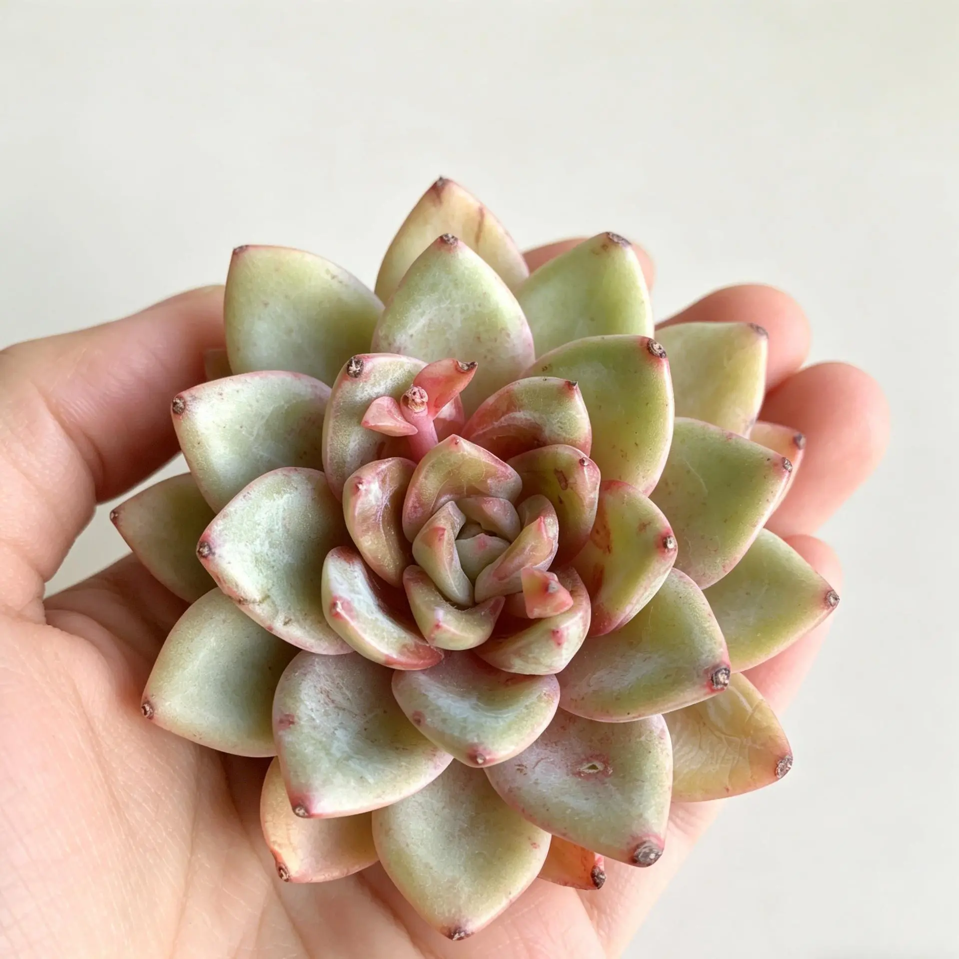 Echeveria ‘German Champagne’ Rare Succulent – Easy Care Live Plant, Bare Root, Aesthetic Desk Decor, Unique Gift for Plant Lovers